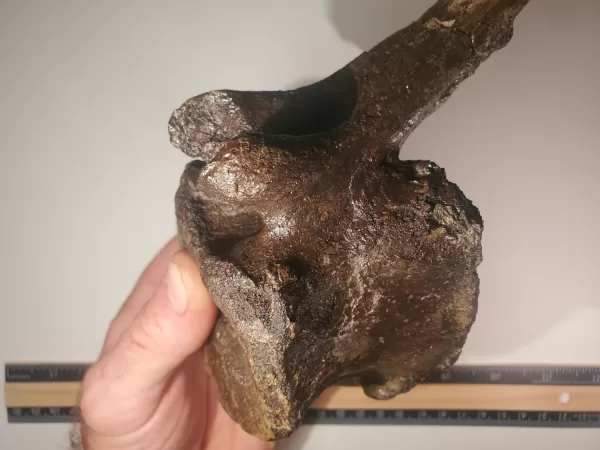 Hadrosaur Caudal Vertebra - Image 5