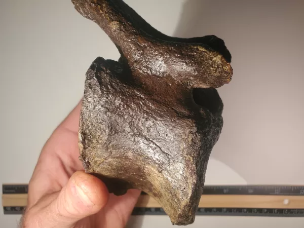Hadrosaur Caudal Vertebra - Image 6