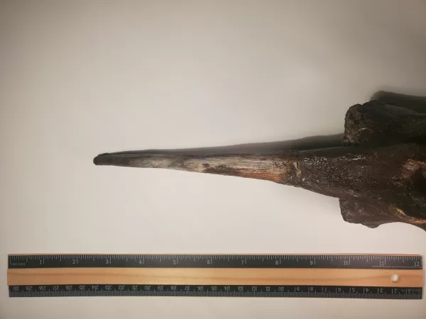 Hadrosaur Caudal Vertebra - Image 7