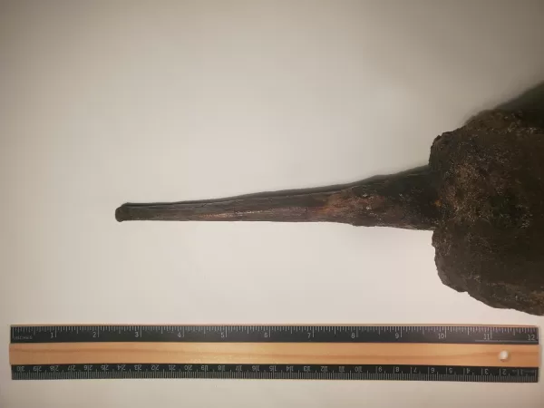 Hadrosaur Caudal Vertebra - Image 8