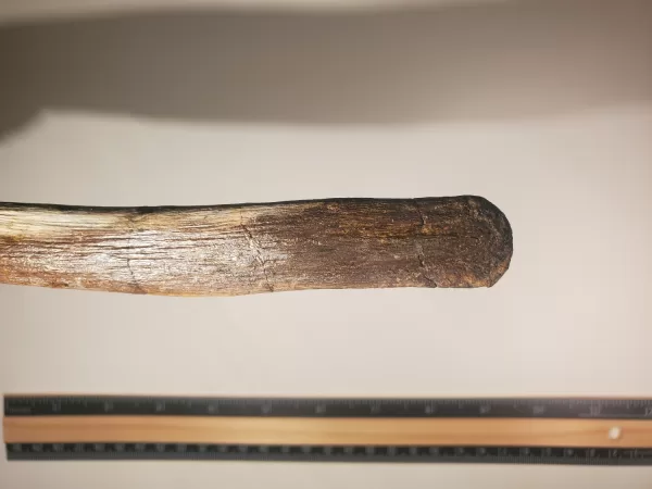 Hadrosaur Caudal Vertebra - Image 9