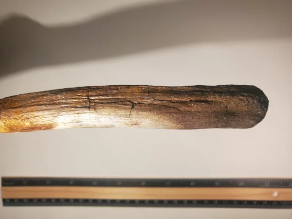 Hadrosaur Caudal Vertebra - Image 10