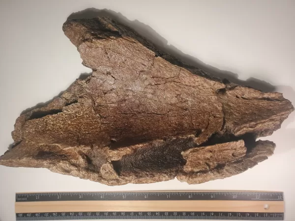 Triceratops Lower Beak - Image 2