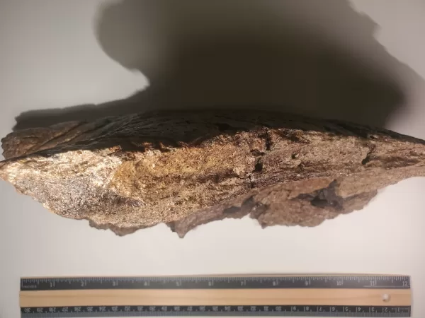 Triceratops Lower Beak - Image 3