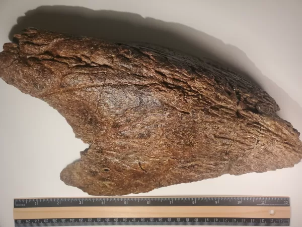 Triceratops Lower Beak - Image 4