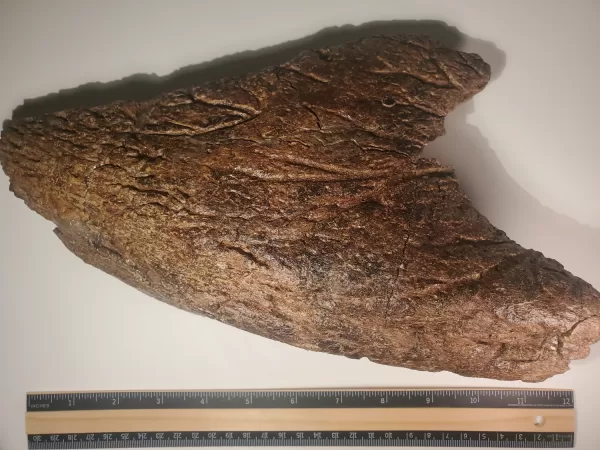 Triceratops Lower Beak - Image 5
