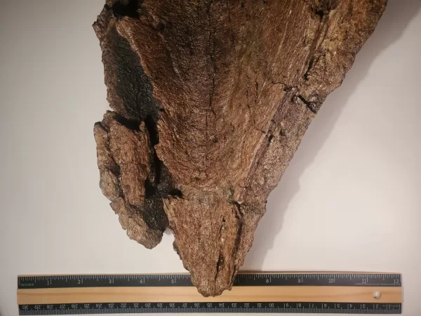Triceratops Lower Beak - Image 6