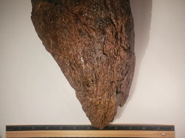Triceratops Lower Beak - Image 8