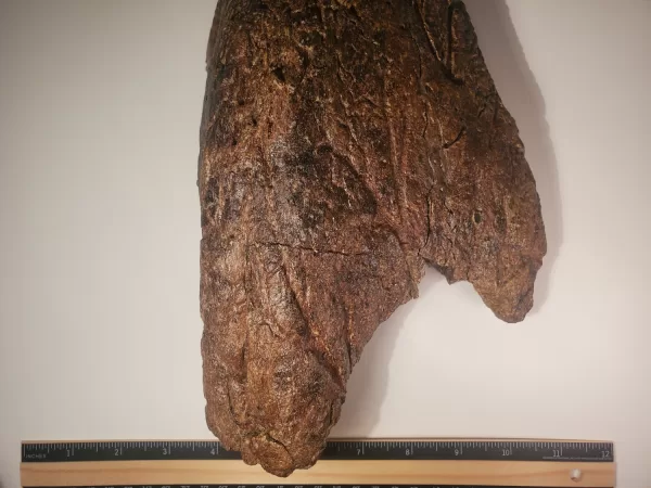 Triceratops Lower Beak - Image 9