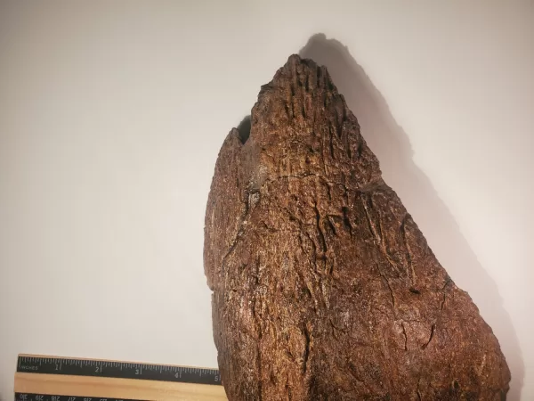 Triceratops Lower Beak - Image 10