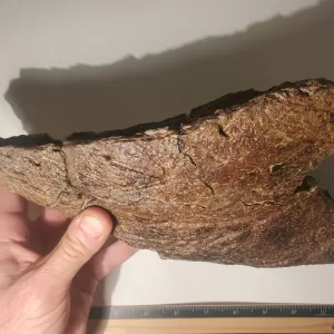triceratops beak