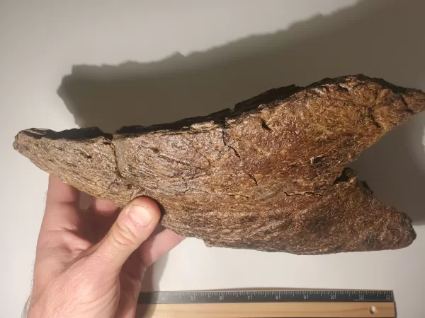 triceratops beak