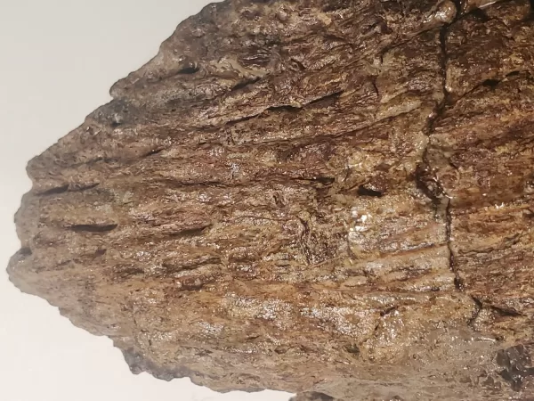 Triceratops Lower Beak - Image 12