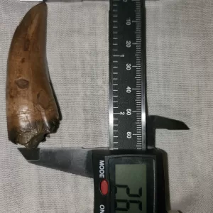 Tyrannosaur Tooth
